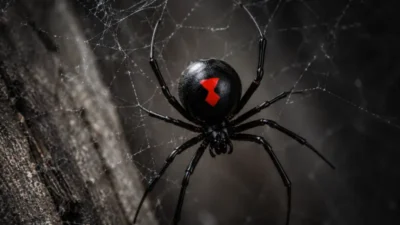 black widow spider symbolism