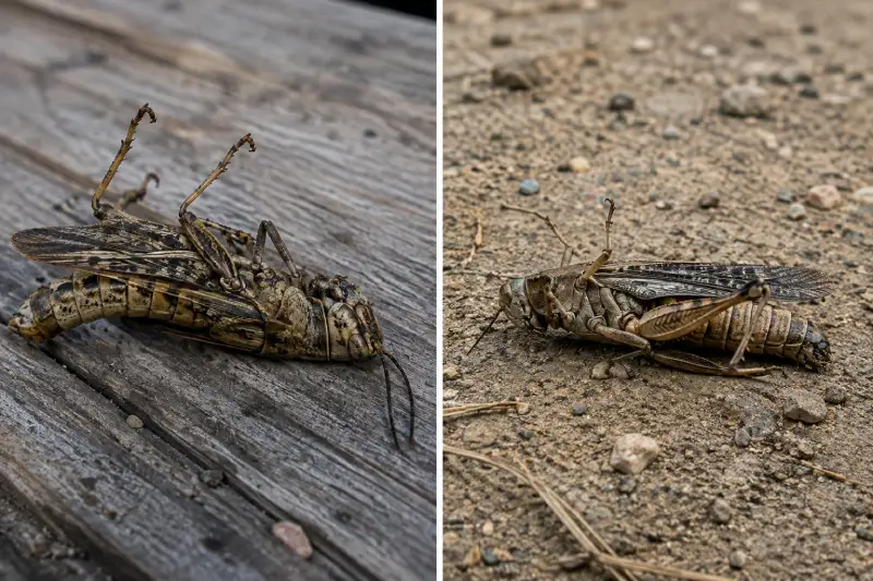 Dead Grasshopper Symbolism: 9 Powerful Meanings & Signs