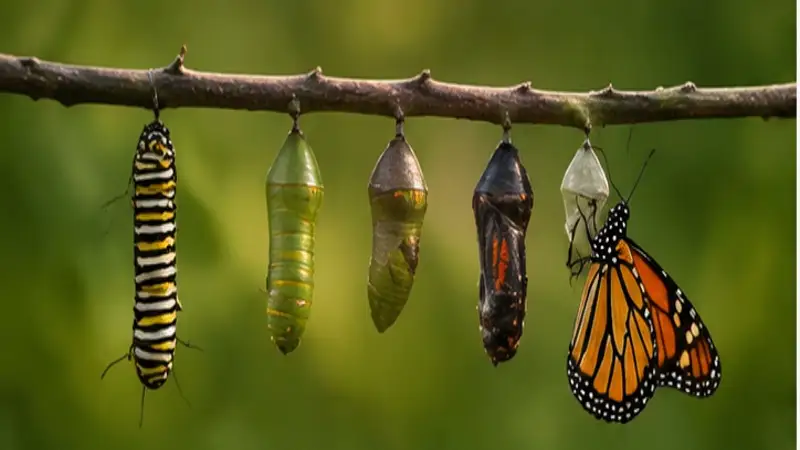 What Butterfly Symbolism Really Means