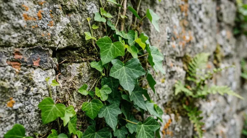 ivy symbolism
